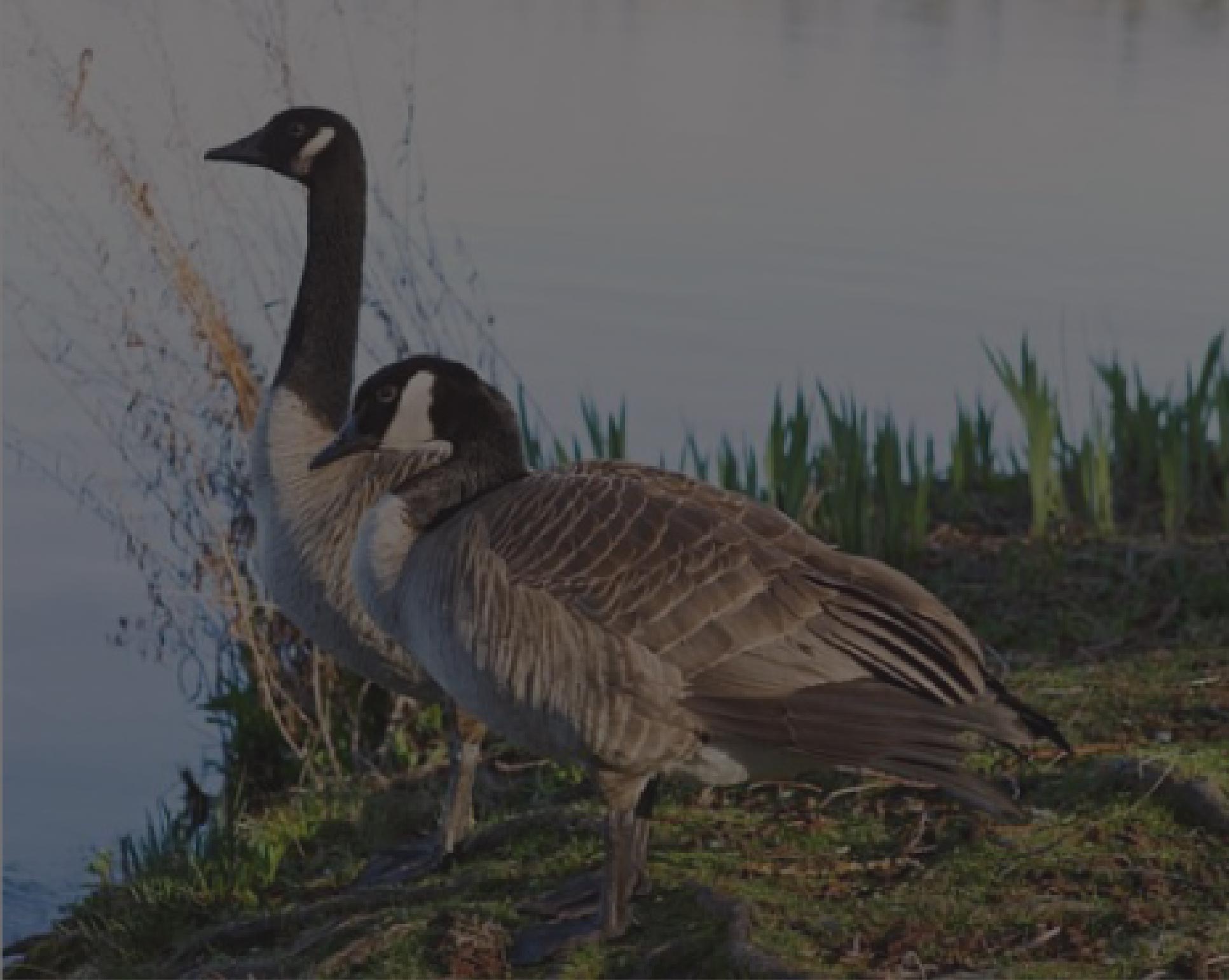 The Fauna Of Lake Toxaway