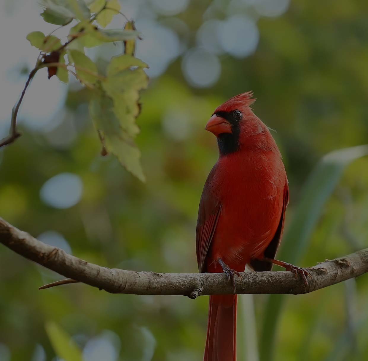 A Look At The Red Cardinal